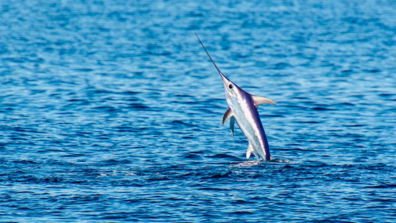 The Swordfish Hazards And Conservation Measures Seafood Peddler