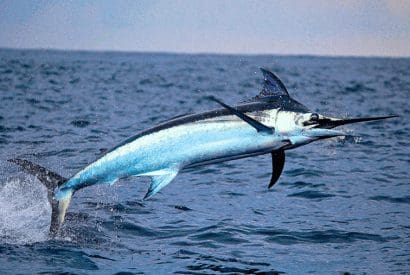 The Swordfish Hazards And Conservation Measures Seafood Peddler