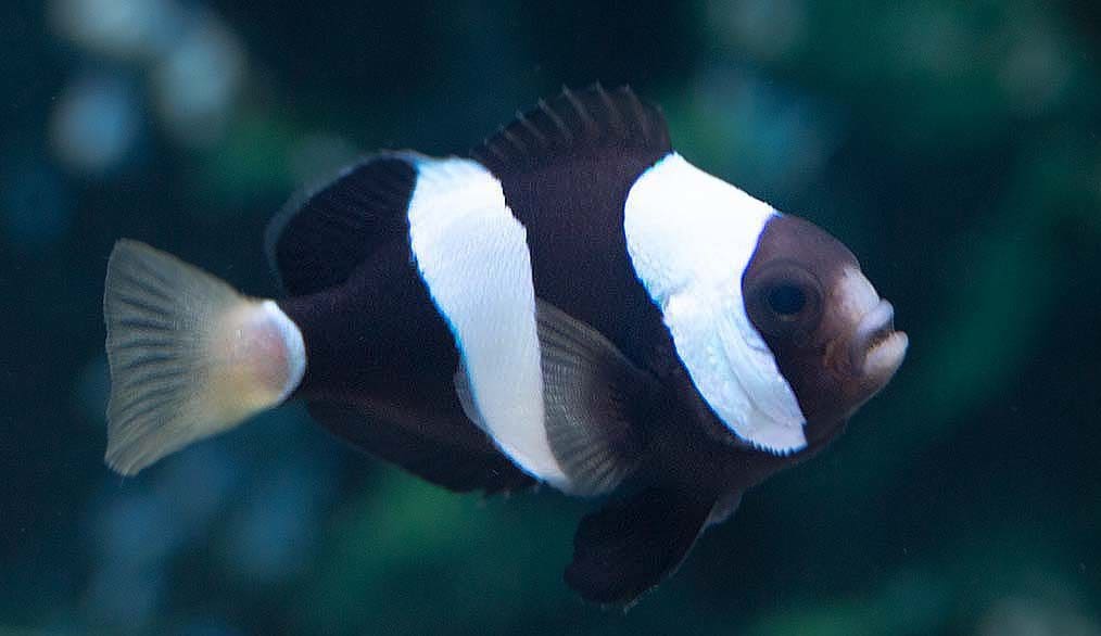 How Do Clownfish Protect Themselves In Coral Reefs? - Seafood Peddler