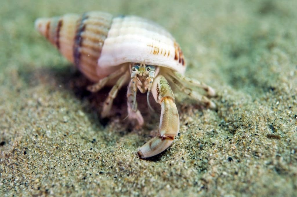 Hermit Crabs: Learn About Their Peculiar Way of Protection. - Seafood ...