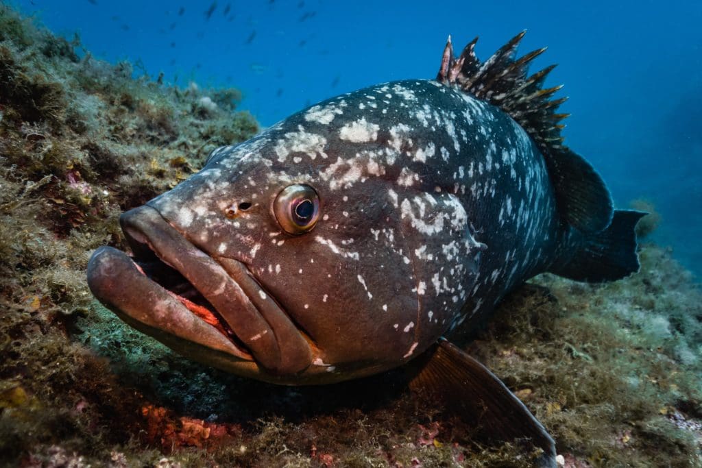 Grouper: Discover its large size and its importance in fishing ...