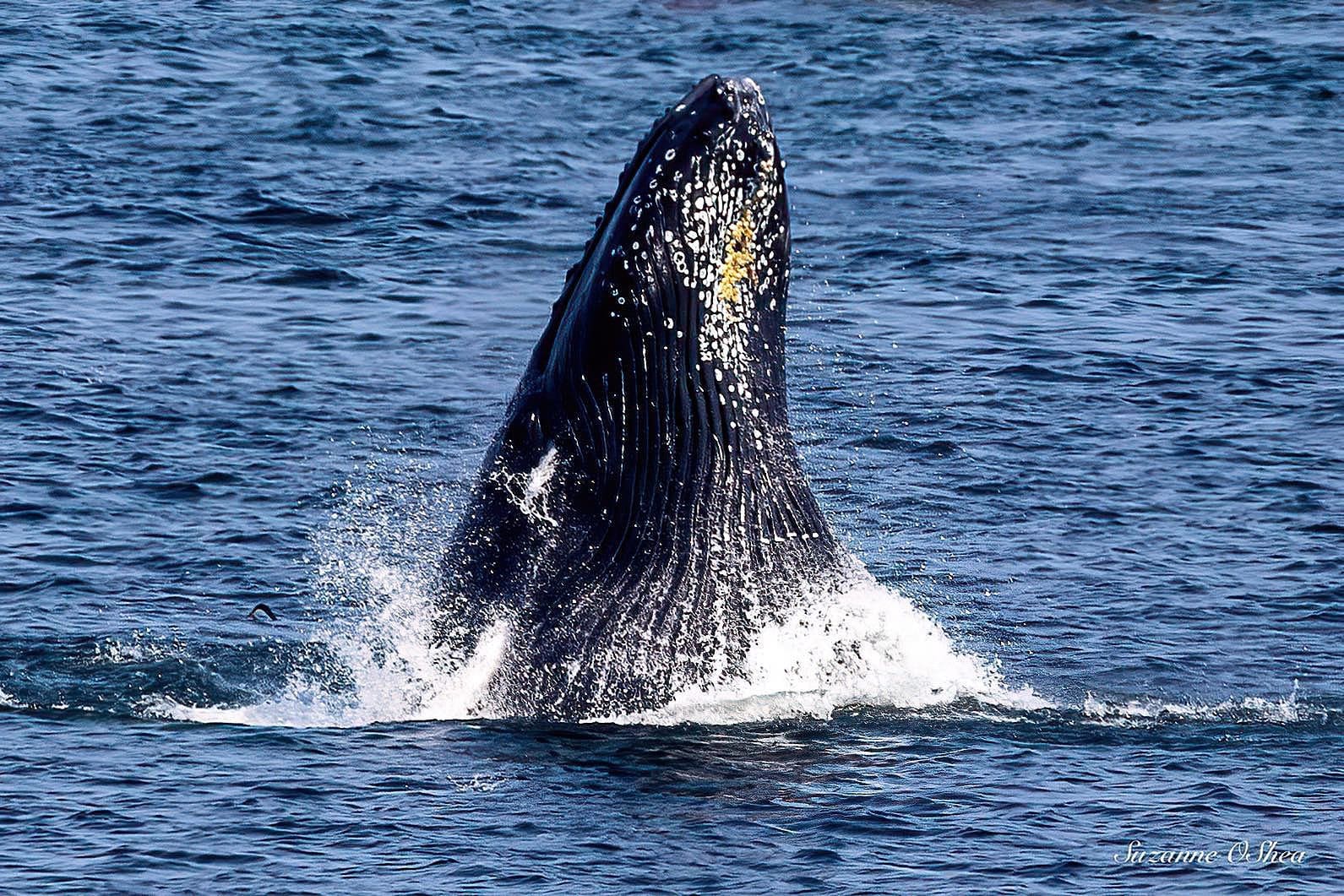 How Marine Mammals Can Sleep Underwater? - Seafood Peddler