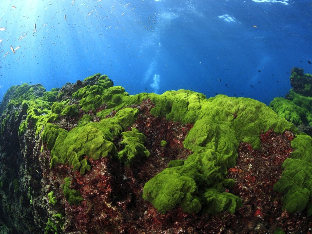 What Is The Function Of Marine Algae In The Ecosystem Seafood Peddler   Shutterstock 238442692 1024x769 1 