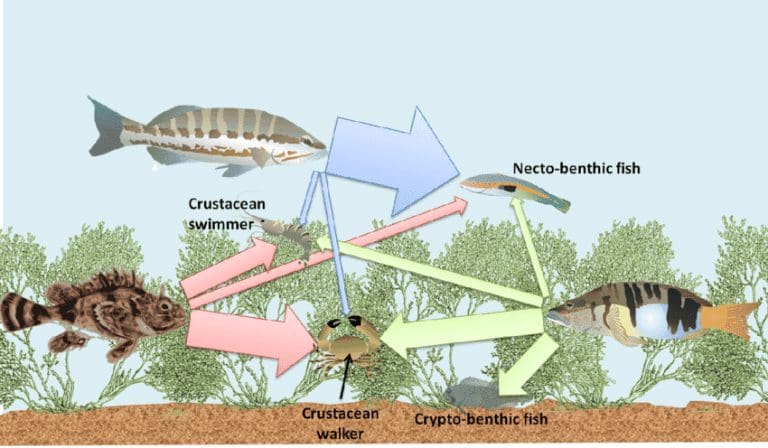 Common Fish Species And Their Fishing Habits. - Seafood Peddler